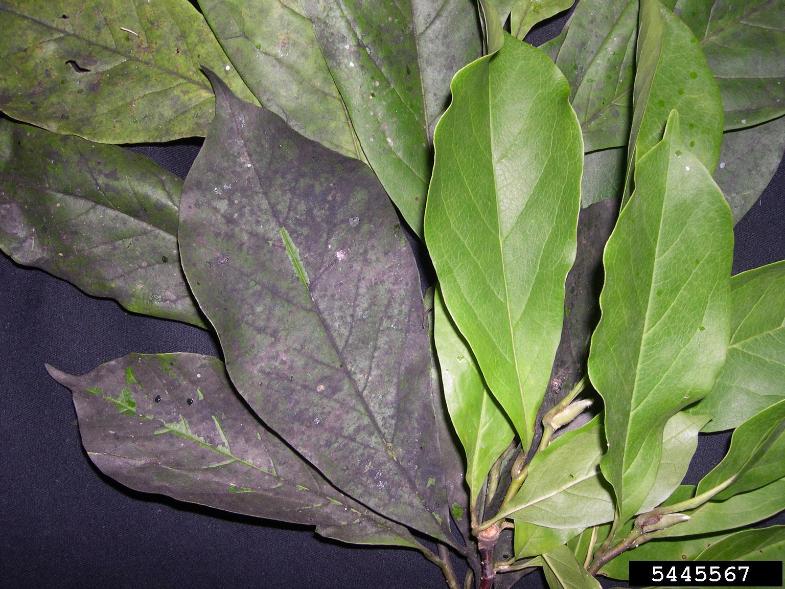 a photograph comparing healthy magnolia leaves with leaves damaged by magnolia scale