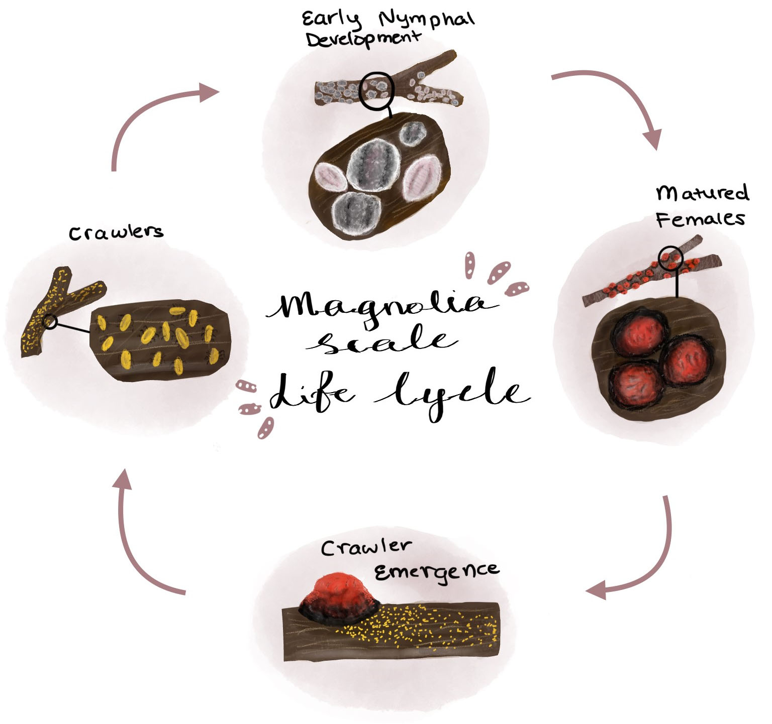 an illustration depicting the life cycle of the magnolia scale