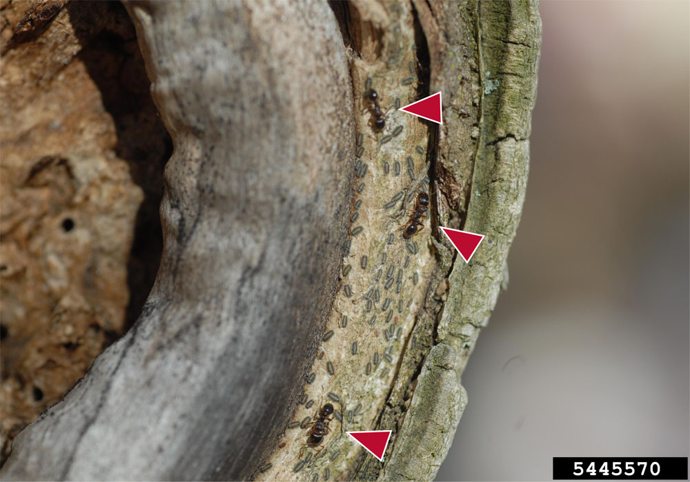 a closeup photograph of magnolia scale on bark near ants which are tending them