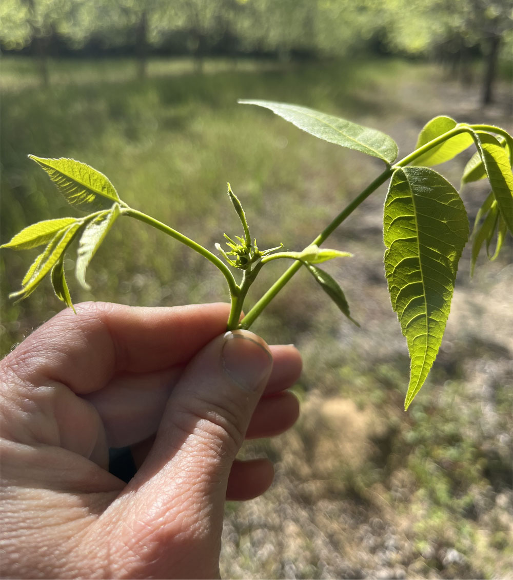 a green leafy stem with new flowers held in focus by a hand
