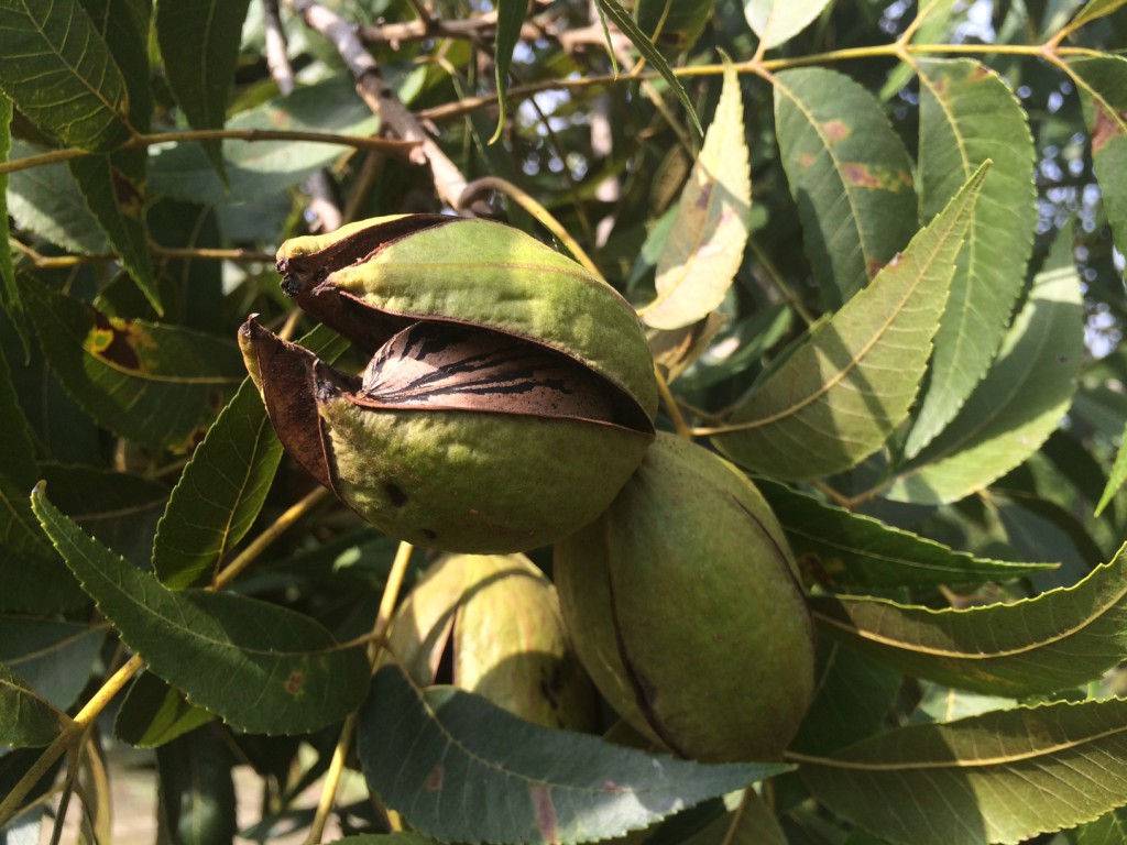 the softer exterior of the pecan pod is split open to reveal the nut inside