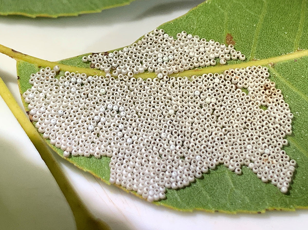 a photo of a cluster of hundreds of caterpillar eggs on a leaf
