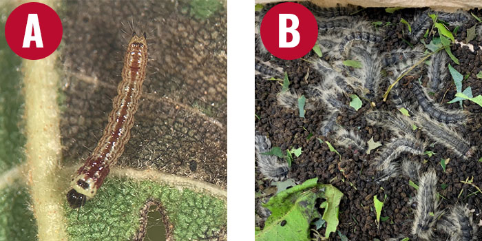 two closeup photos of walnut caterpillar larva