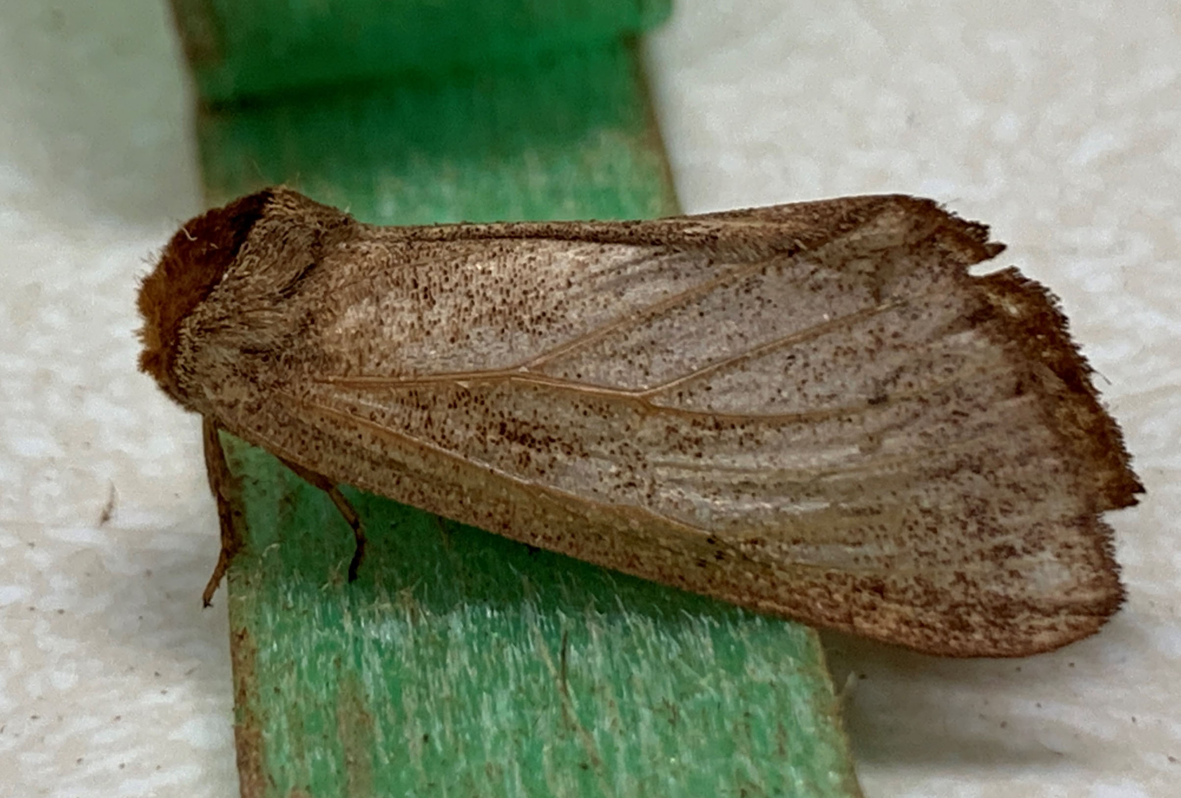 a photo of a brown walnut caterpillar moth on a long green leaf