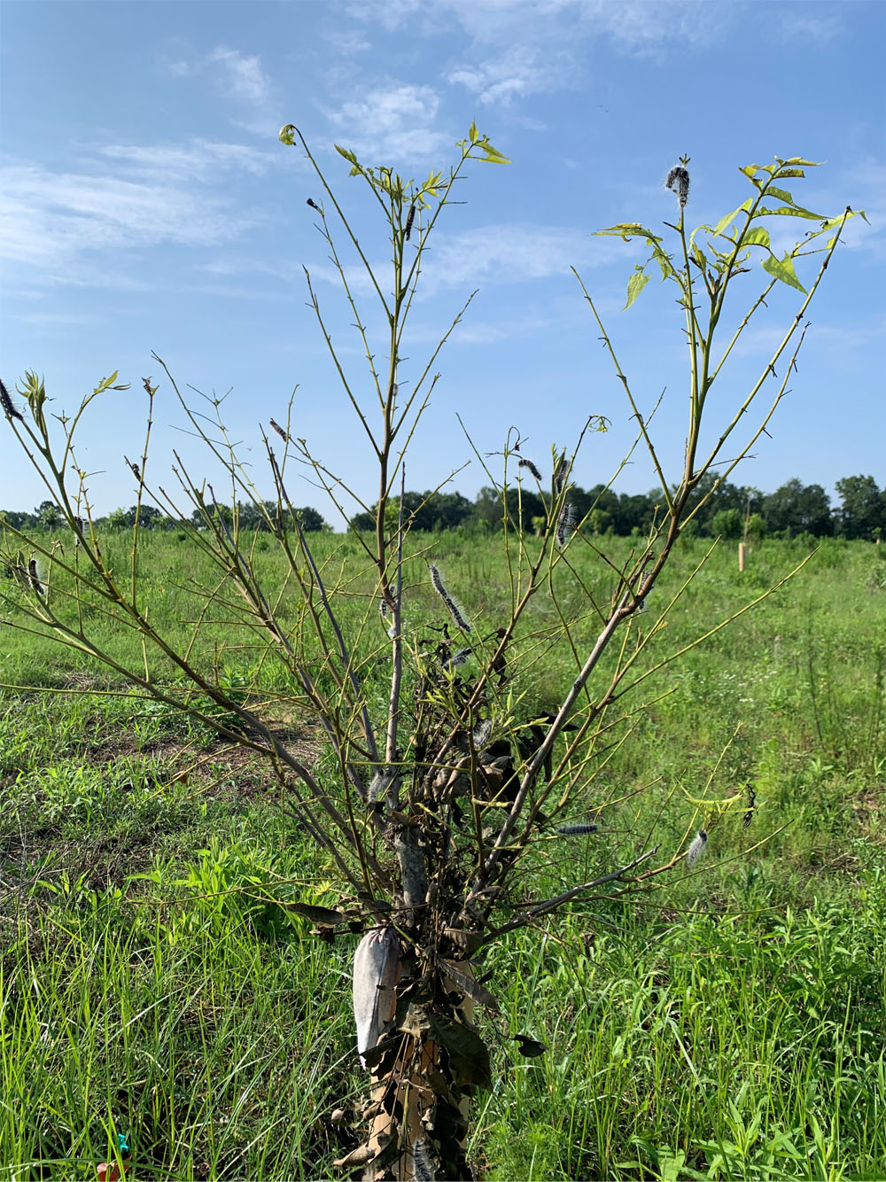 a photo of a damaged pecan plant under a blue sky