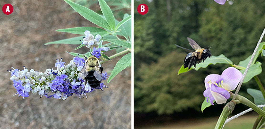 two photos, one of a bumblebee and one of a carpenter bee