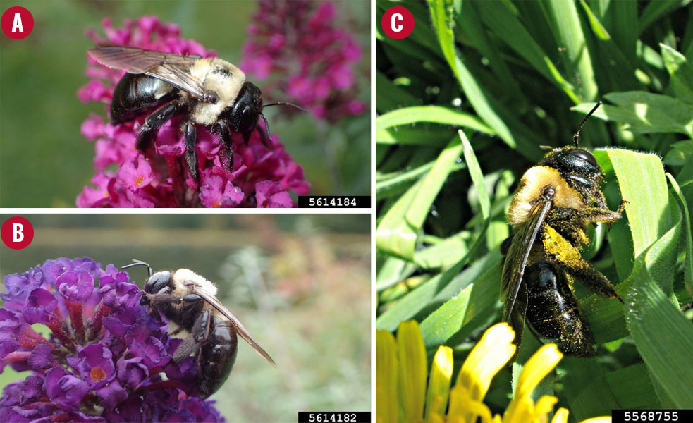 three photos of carpenter bees in various environments