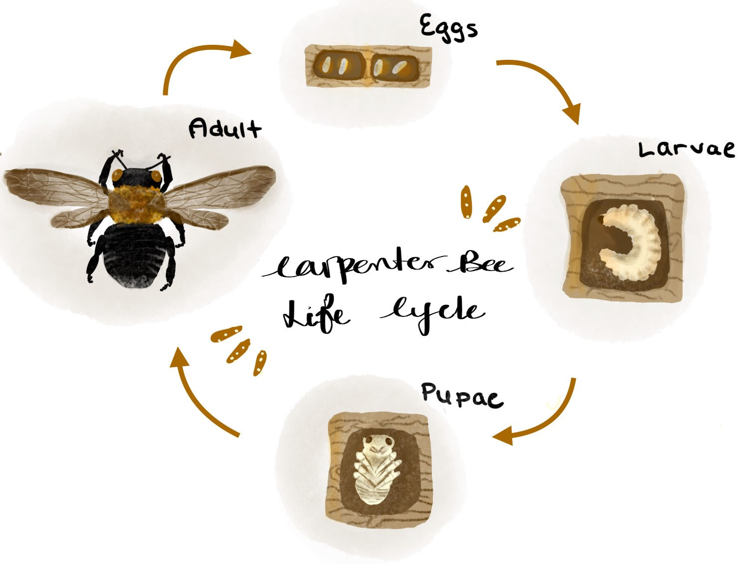 an artistic illustration representing the life cycle of a bumblebee