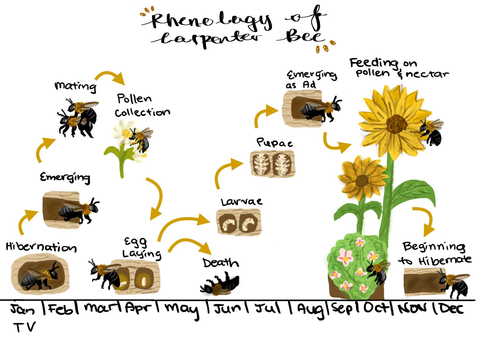 an artistic illustration of the life cycles of the carpenter bee along a timeline