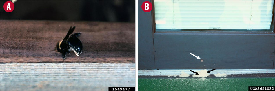 a figure with two photos, one of a female carpenter bee whose abdomen has sawdust on it and a second showing a door with a hole made by a carpenter bee