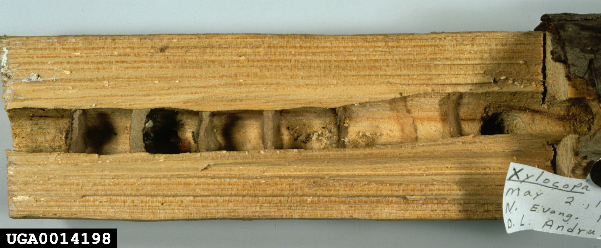 a photograph of a wooden limb that has been drilled with carpenter bee compartments as well