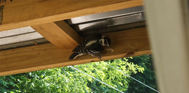 a woodpecker causing structural damage looking for carpenter bees