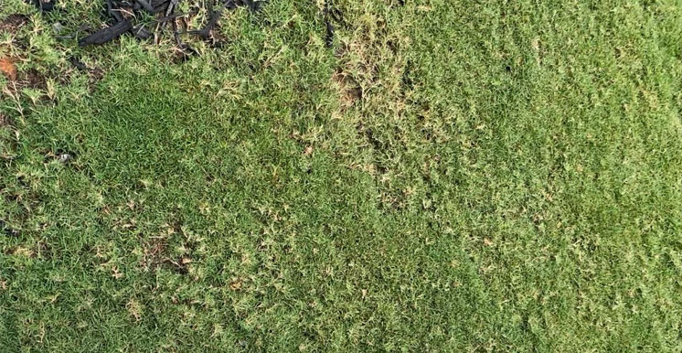 a photo of a lawn damaged by mites