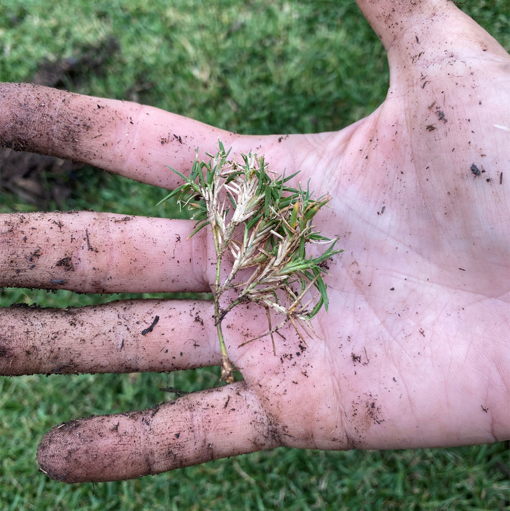 a sprig of grass featuring damage from mites is held in a hand in this photo
