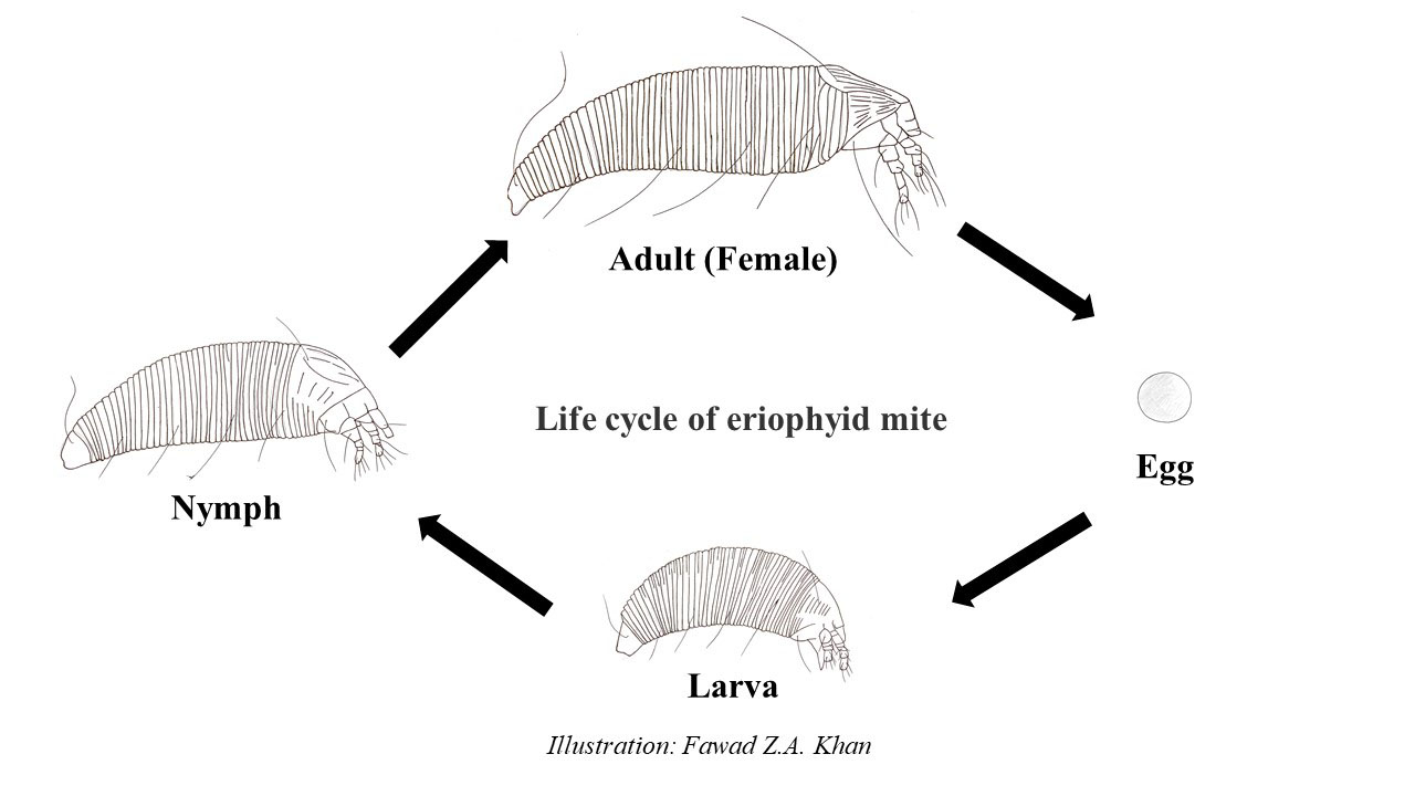four lin drawings depicting the life cycle of the eriophyid mite