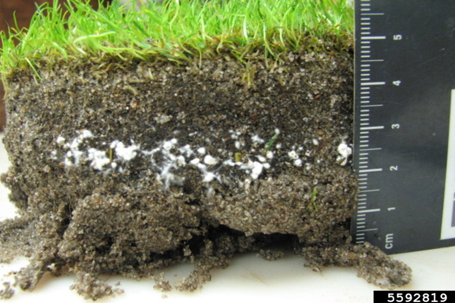 a section of grass and dirt measuring roughly five centimeters with clear signs of mycelium growth in the form of a white growth about three centimeters from grass level
