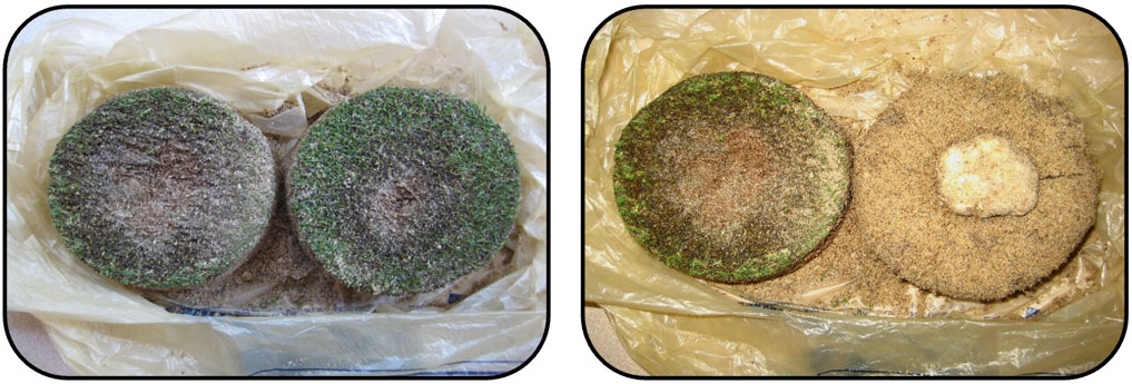 two photos containing four turfgrass samples similarly affected by fairy ring damage in the form of grass loss