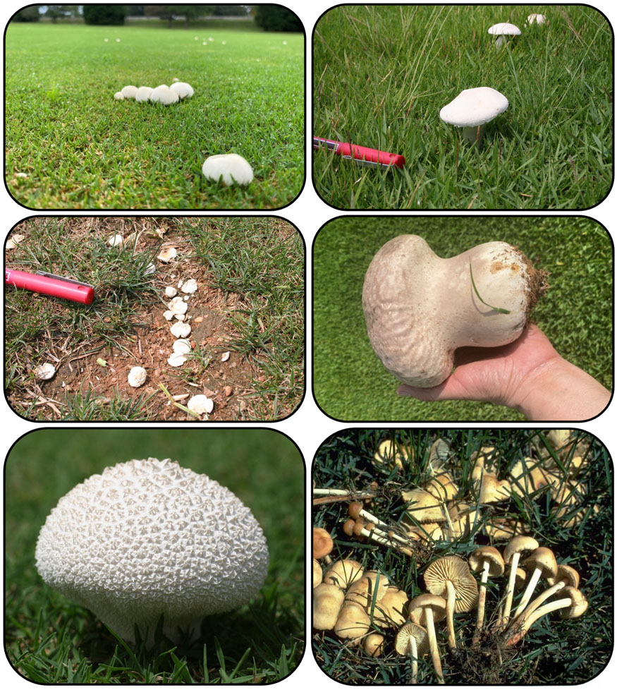 six example fungal growths that can cause fairy ring