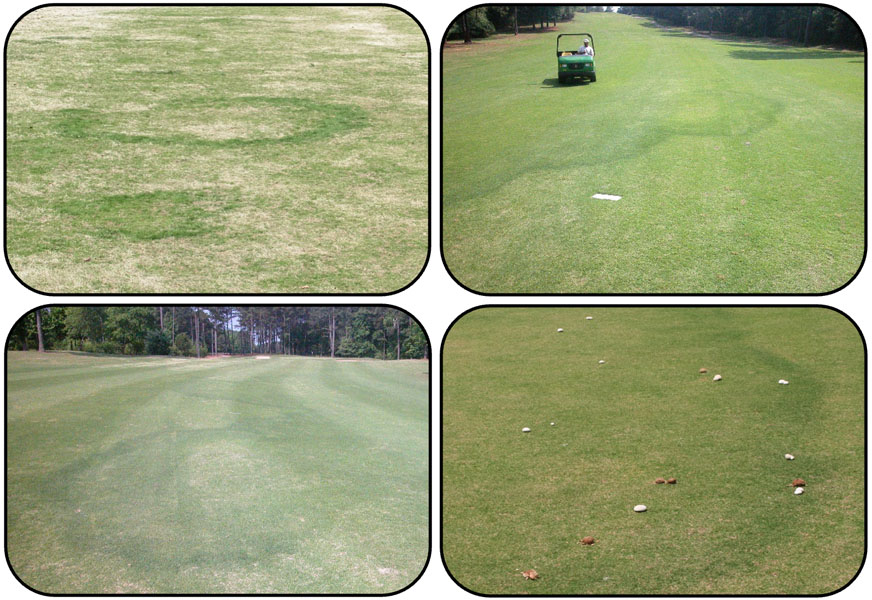 four photographs of lawns affected by type 2 fairy ring symptoms, clearly designated by lush green arcs and circles that are surrounded by dead grass and sometimes dotted with mushrooms.