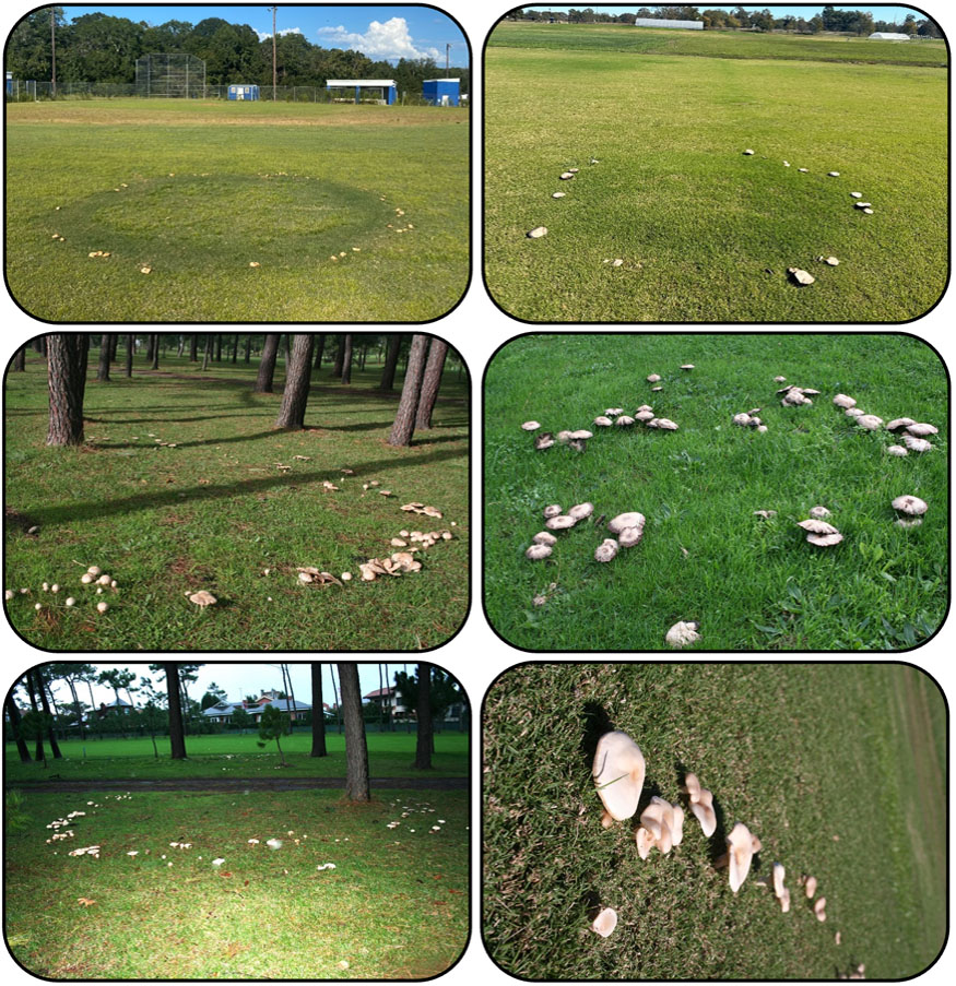 six examples of type 3 fairy ring symptoms, characterized by very little turfgrass damage and visible mushrom growth in ring patterns