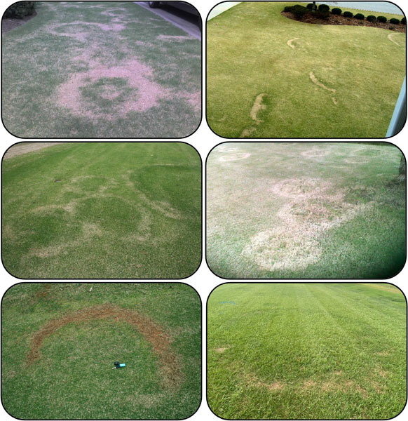 Six photographs of grass lawns affected by type 1 fairy ring symptoms, notably circular or arcing patterns of dead grass