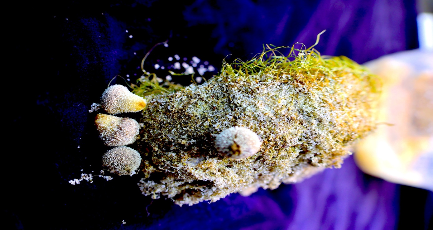 a closeup photo of a Basidiocarps sample growing in controlled conditions