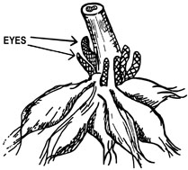 Dahlia "eyes" on tuber around the stem
