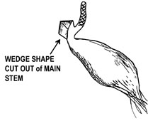 Figure 2. A cluster of tubers can be separated by cutting
with a sharp knife. Be sure each tuber contains a portion of
the underground stem with an eye.