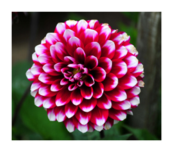 dahlia with rounded petals