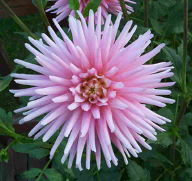 dahlia flower with long, thin petals