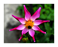 dahlia with one layer of petals