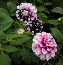 dahlias with rounded petals