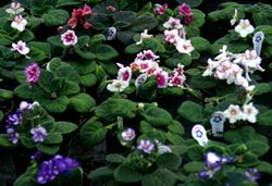 Growing African Violets Uga Cooperative Extension