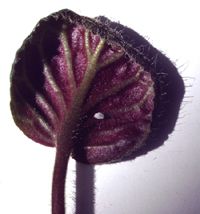 Mealy bug on violet leaf