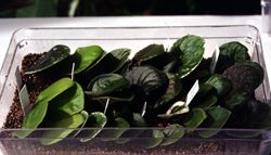 violets propagated in a clear container