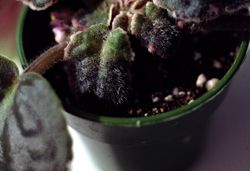 Cyclamen mites on plant