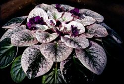 Healthy violet plant