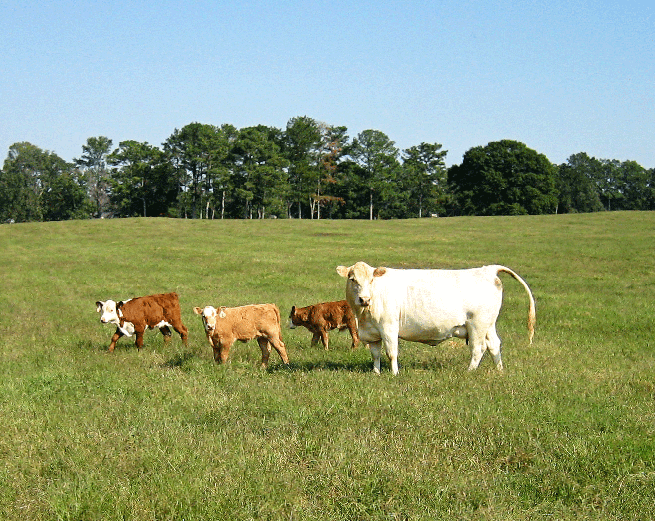 cow and calves in field