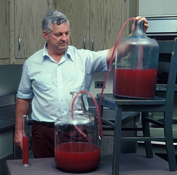 A fermentor of cloudy red wine being siphoned into a second fermentor, raised above the first.