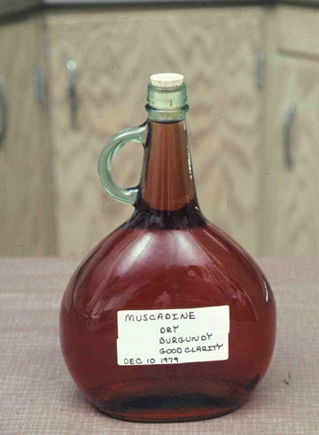 Round glass bottle of dry muscadine wine