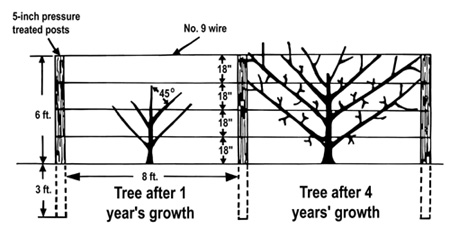 Diagram of apple trees with limbs tied to wires after 1 and 4 years of growth