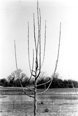 One year old apple tree with bare branches