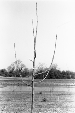 one year old tree with bare branches. The branches have been pruned.