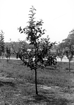Apple tree in its second growing season, with branches covered in leaves