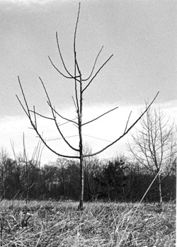 Apple tree with metal rods used as spreaders on the branches