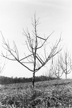 Four year old apple tree