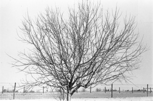 Large apple tree with many bushy branches