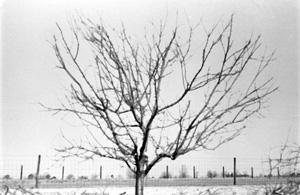 The same large apple tree after pruning
