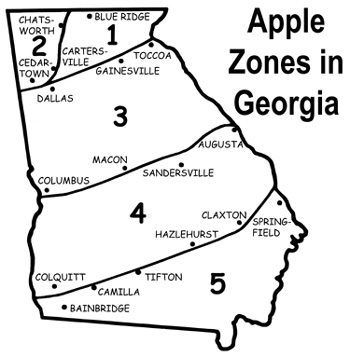 Map of Georgia showing apple zones, 1 through 5, with towns near the zone borders marked.. Zone 1 contains Blue Ridge. Zone 2 contains Chatsworth, Cedartown, and Cartersville. Zone 3 contains Toccoa, Gainesville, Dallas, Macon, and Columbus. Zone 4 contains Augusta, Sandersville, Claxton, Hazlehurst, and Colquitt. Zone 5 contains Bainbridge, Camilla, Tifton, and Springfield.