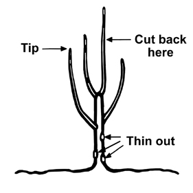 Pruned pear tree. Near the base of the trunk, three nodes are labeled "thin out." The tip of a branch is labeled, and the tallest branch is labeled "cut back here" partly down it